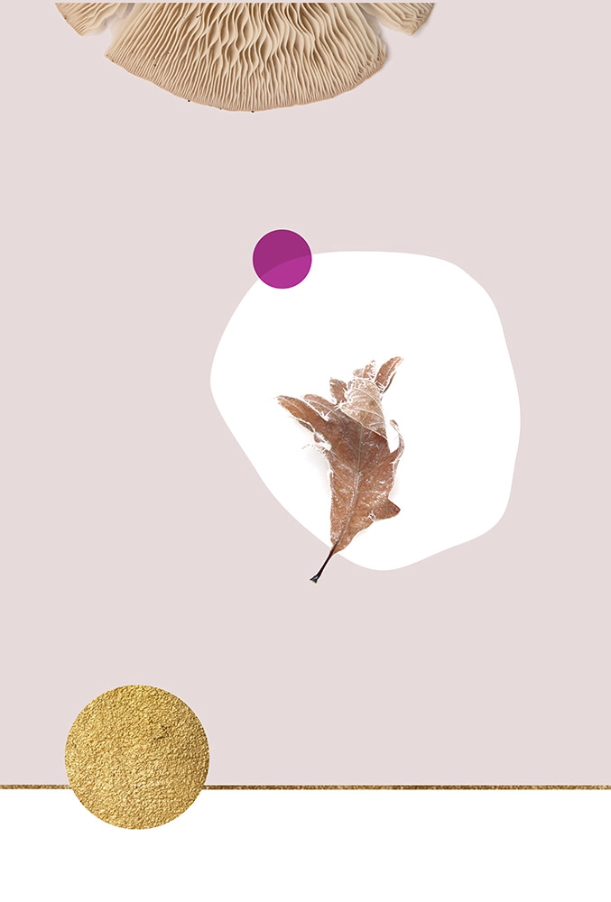 atardecer en el bosque