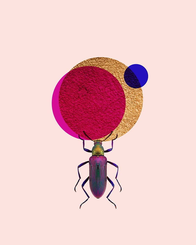 Faraon de 6 patas_CristinaHernandez_01